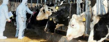 На фермі в Кілійській громаді ввели карантин через захворювання тварин